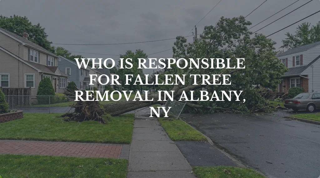 Who is Responsible for Fallen Tree Removal in Albany, NY