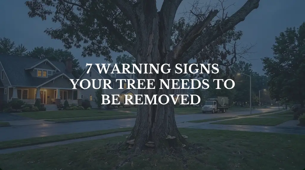 7 Warning Signs Your Tree Needs to Be Removed