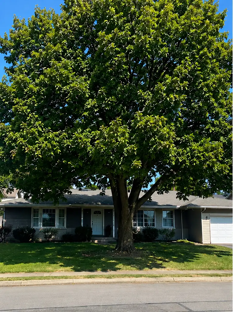 Large mature shade tree standing in front of a suburban Albany NY home before tree removal, with a dense green canopy covering much of the front yard.