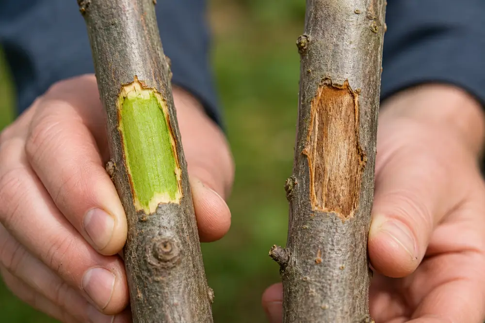 Close-up of the tree scratch test showing green cambium tissue under bark on a living branch beside brown dry tissue on a dead branch, demonstrating how to tell if a tree is dead