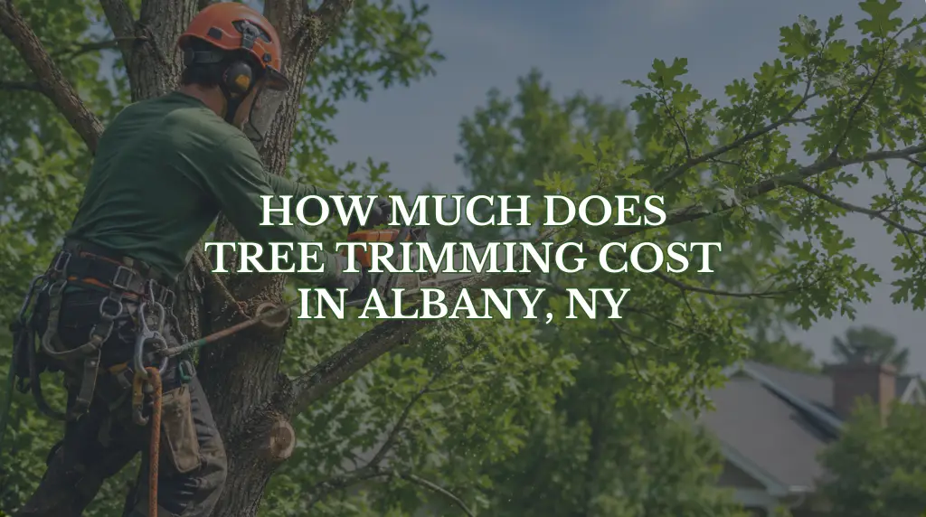 How Much Does Tree Trimming Cost in Albany NY