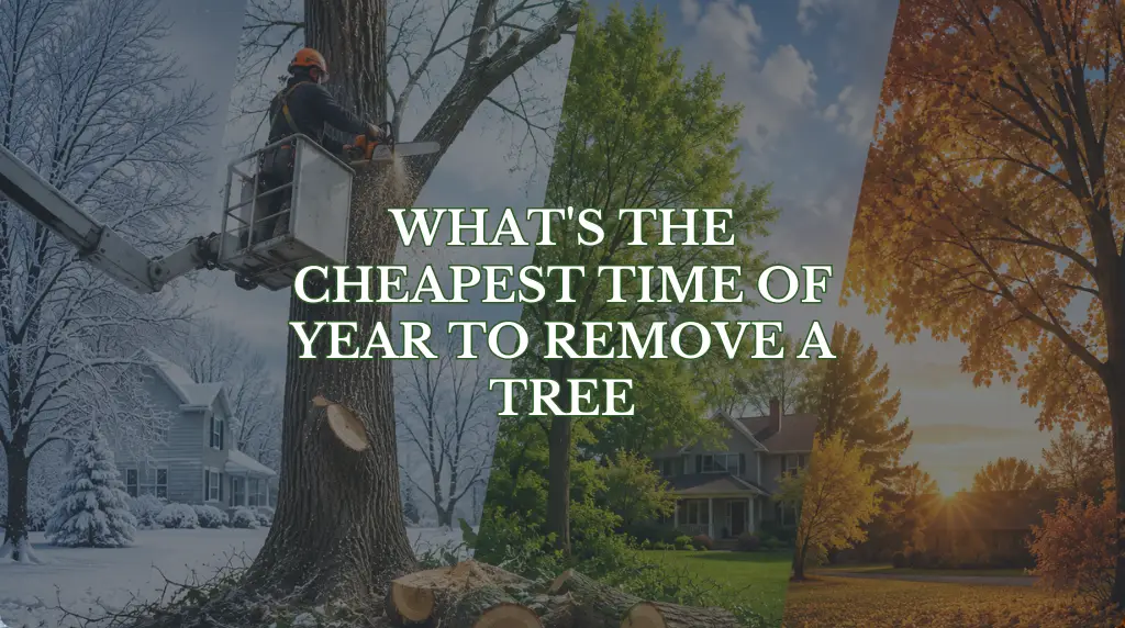 What is the Cheapest Time of Year to Remove a Tree